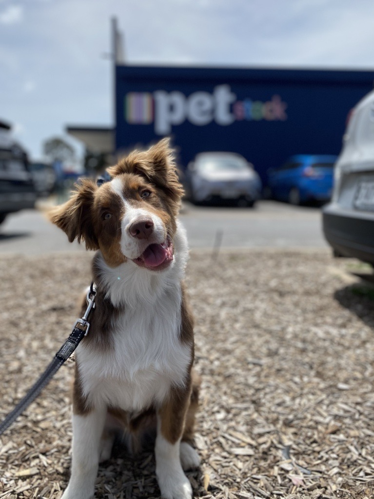 Petstock Store Image